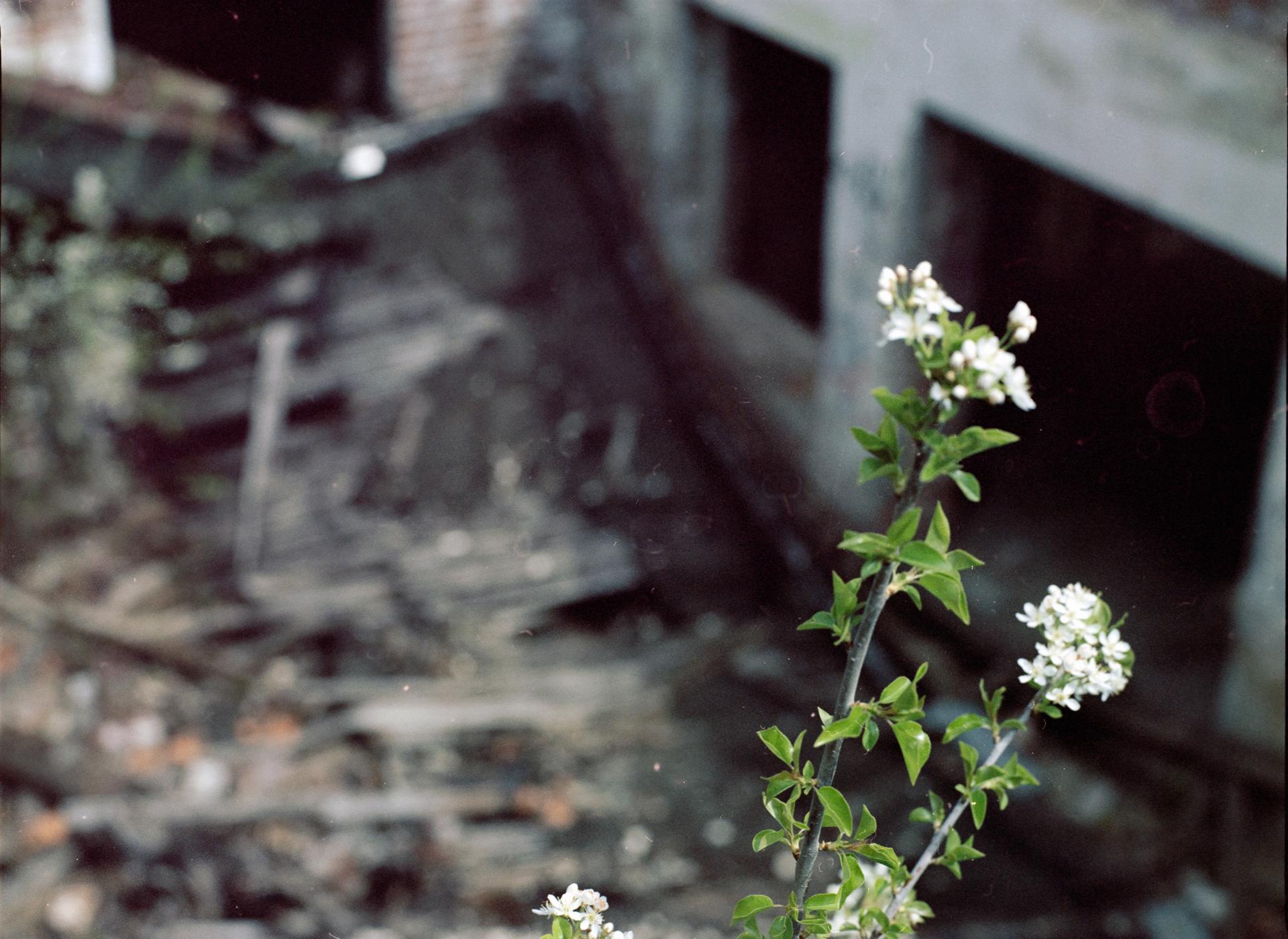 Thumbnail /2022 Brandenburg/Eisenhüttenstadt/Blume auf dem Dach.jpg
